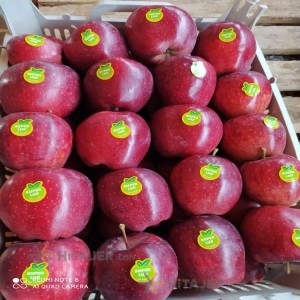 Oshnavieh mountain red apple