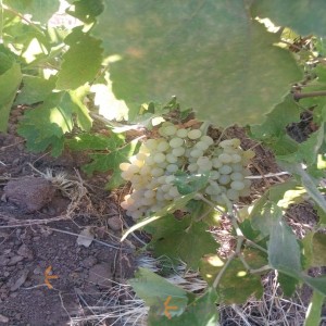 انگور زرد بی دانه تاکستان