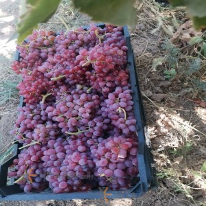 Fars red grape with seed