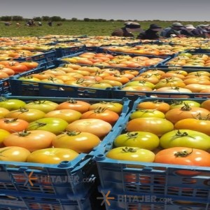 گوجه فرنگی بذر 8320 شیراز