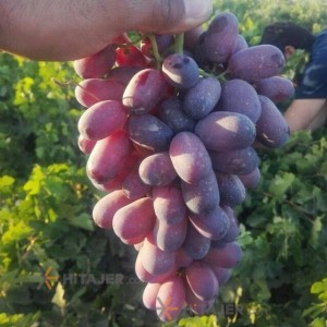 Fars red grape with seed