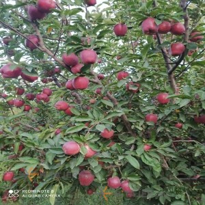 Oshnavieh mountain red apple