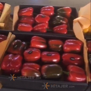 فلفل دلمه ای اصفهان