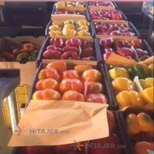 فلفل دلمه ای اصفهان