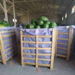 Dezfol round watermelon