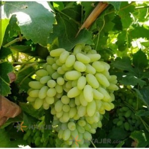 Kashmar pikami seedless yellow grape