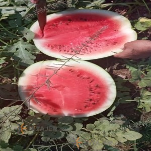 Dezfol round watermelon