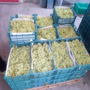 Kashmar pikami seedless yellow grape