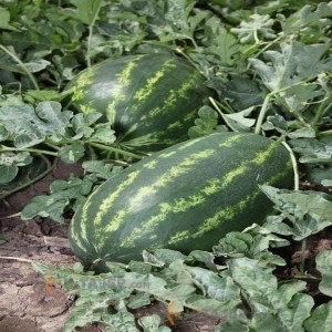 هندوانه بیضی بذر ب 32 پٌرو دزفول