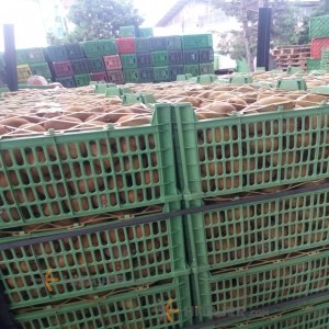 Talesh green Kiwi
