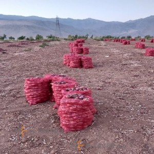 Kermanshah red onion