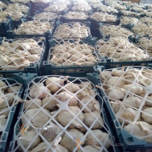 سیر خشک سوپر همدان