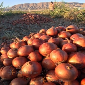 Khorram Abad yellow onion