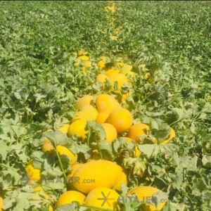 Kourdeh persian melon