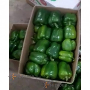 Isfahan green bell pepper