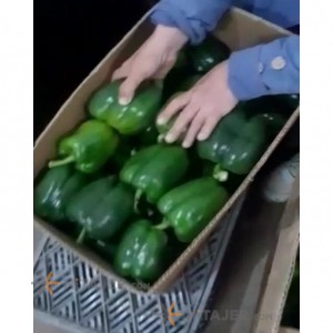 Isfahan green bell pepper