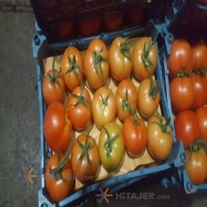 گوجه فرنگی بذر 8320 همدان