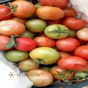 Kourdeh 8320 seed tomato
