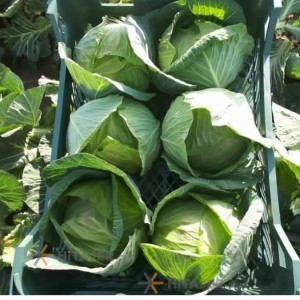 کاهو آیسبرگ کرج