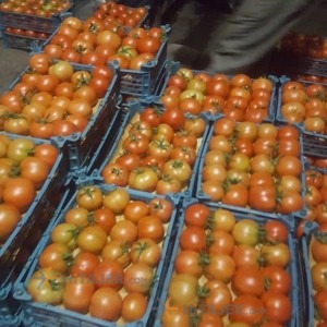 گوجه فرنگی بذر 8320 همدان