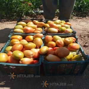 Kourdeh matin seed tomato
