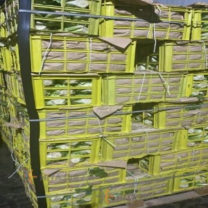 کاهو رومانو