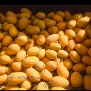 Kourdeh persian melon