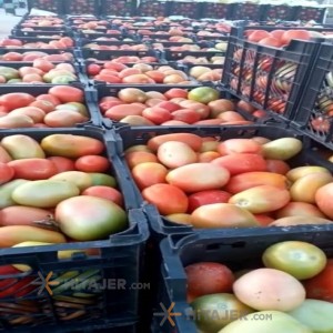 Kourdeh matin seed tomato