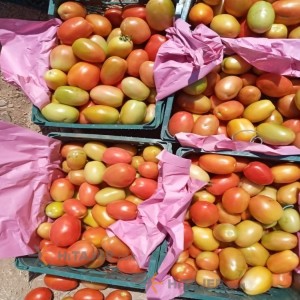 Kourdeh 8320 seed tomato