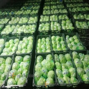 کاهو آیسبرگ کرج