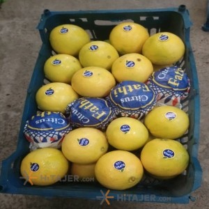 Qaemshahr thomson orange