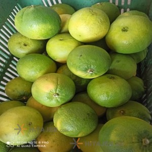 Qaemshahr thomson orange