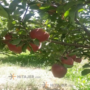 سیب قرمز قزوین