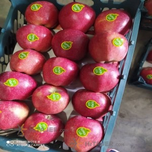 سیب قرمز قزوین