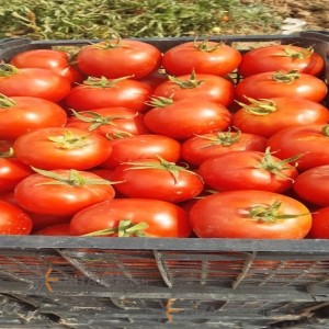 Isfahan 4129 seed tomato