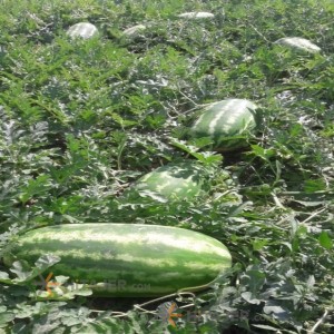 هندوانه بیضی بذر ب 32 کرج