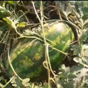 هندوانه بیضی بذر ب 32 کرج