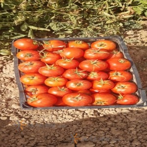 Isfahan 4129 seed tomato