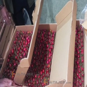 Isfahan bunch tomato