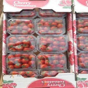 Isfahan bunch tomato