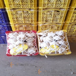 Arak grade 1 dried garlic bulb