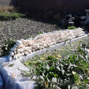 Arak leafless daikon