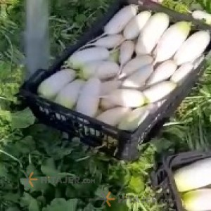 Arak leafless daikon