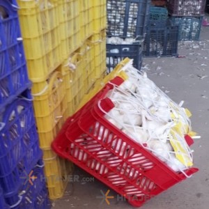 Arak grade 1 dried garlic bulb