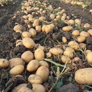 سیب زمینی بذر آگریا رفسنجان