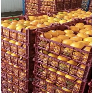 Qaemshahr navelia tamson orange