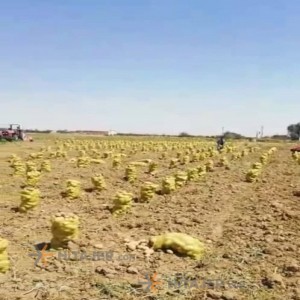 Hamedan marfona seed potato