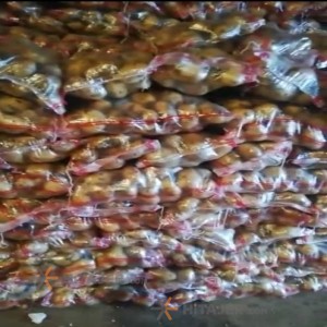 Hamedan jili seed potato