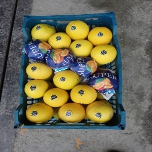 Babol Thamson Orange