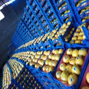 نارنگی بابل